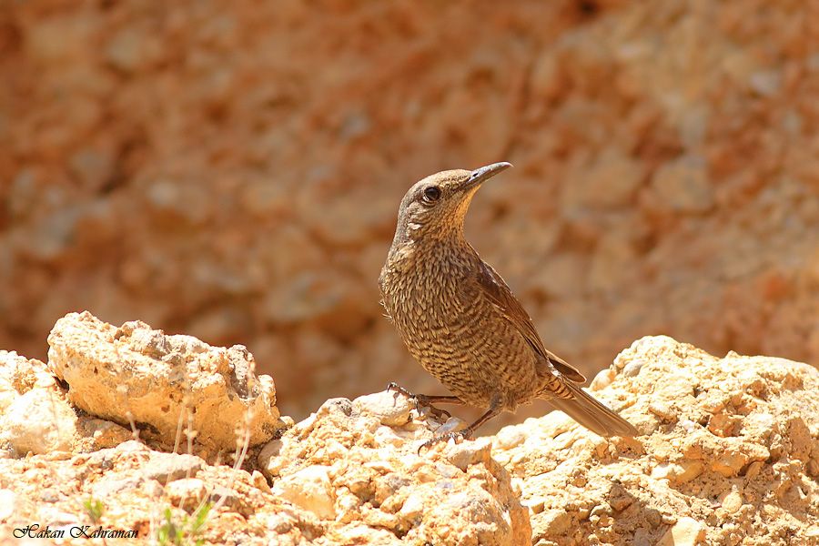 Blue Rock Thrush