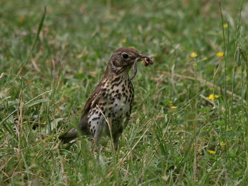 Song Thrush