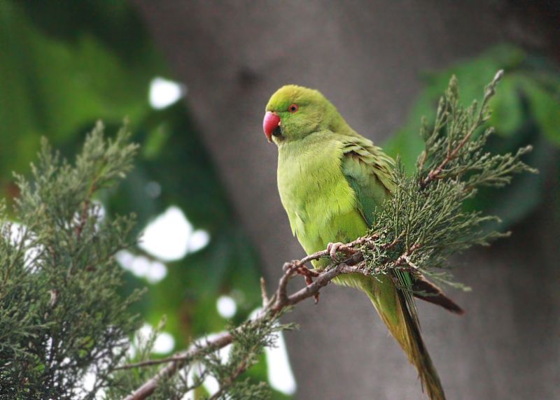 Rose-ringed Parakeet