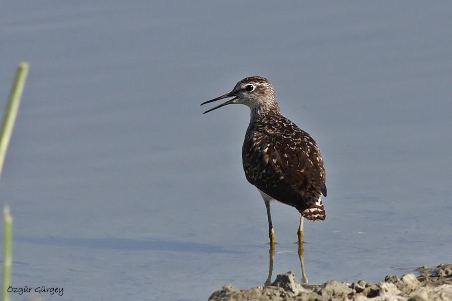 Wood Sandpiper