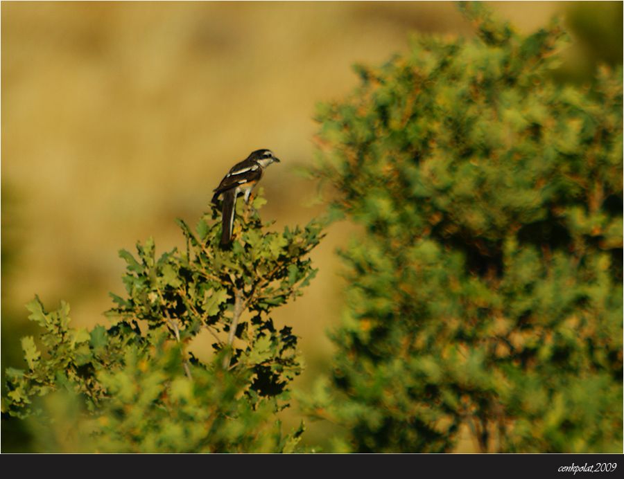 Masked Shrike