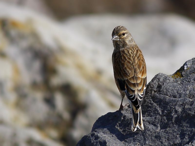 Common Linnet
