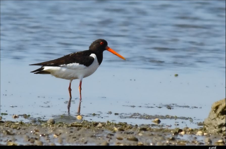 Eurasian Oystercatcher