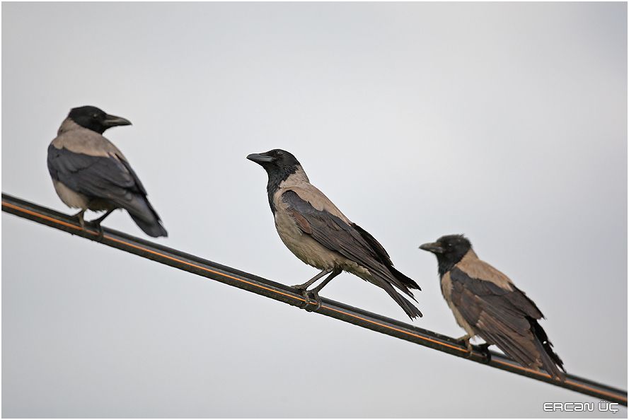 Hooded Crow