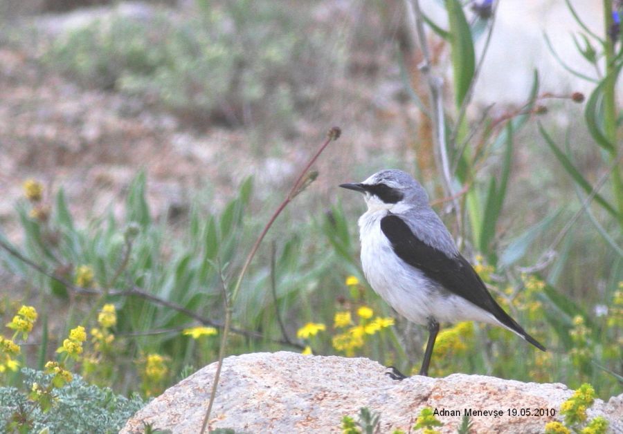 Northern Wheatear