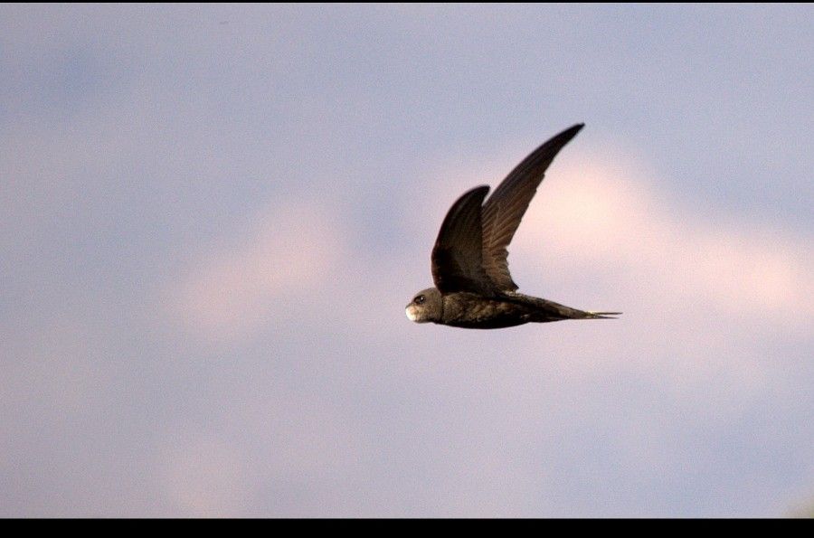 Common Swift