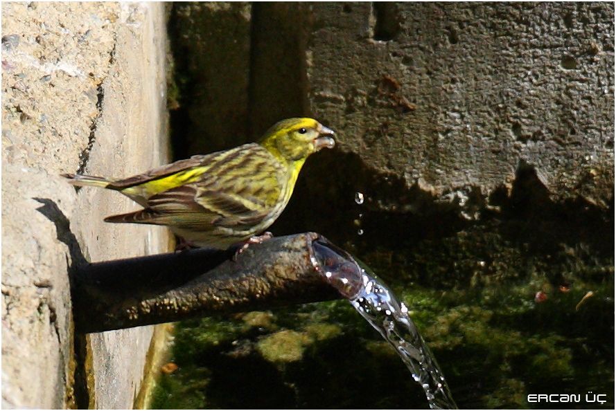 European Serin