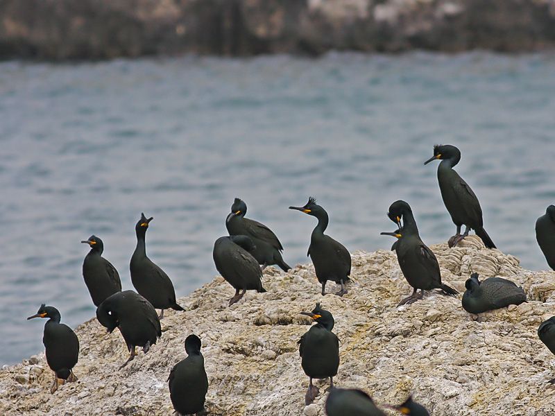 European Shag