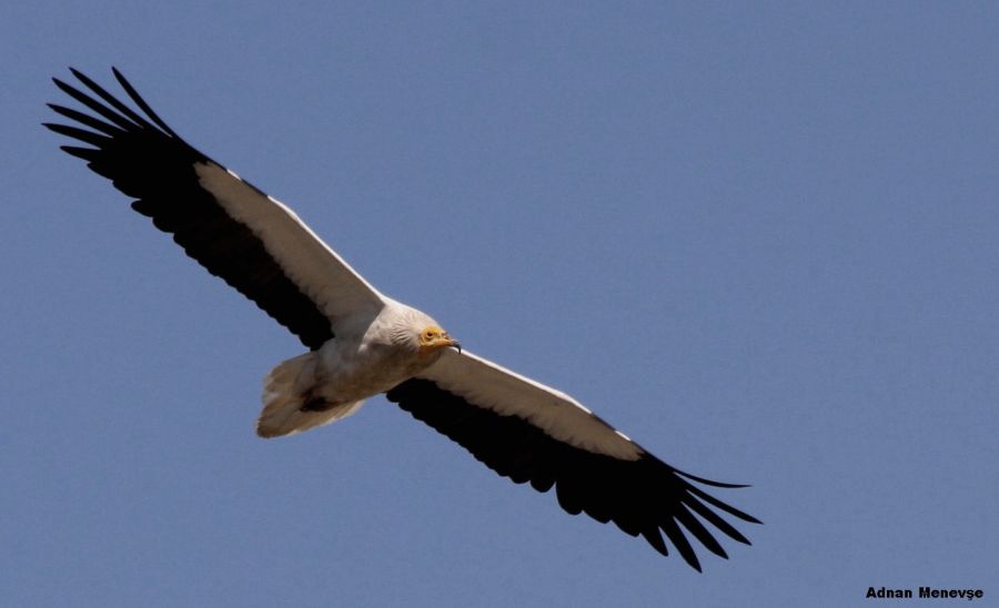 Egyptian Vulture
