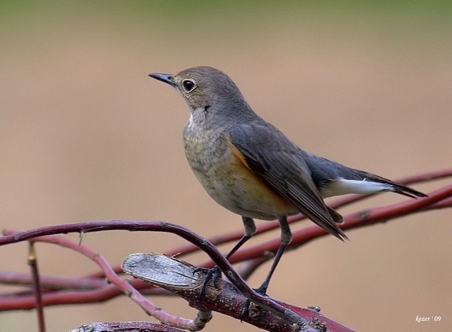 White-throated Robin