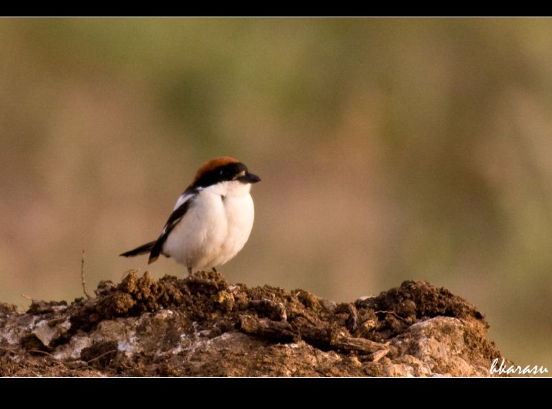 Woodchat Shrike