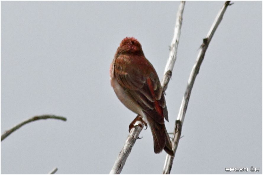 Common Rosefinch