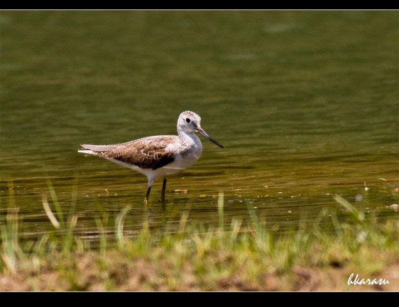 Common Greenshank