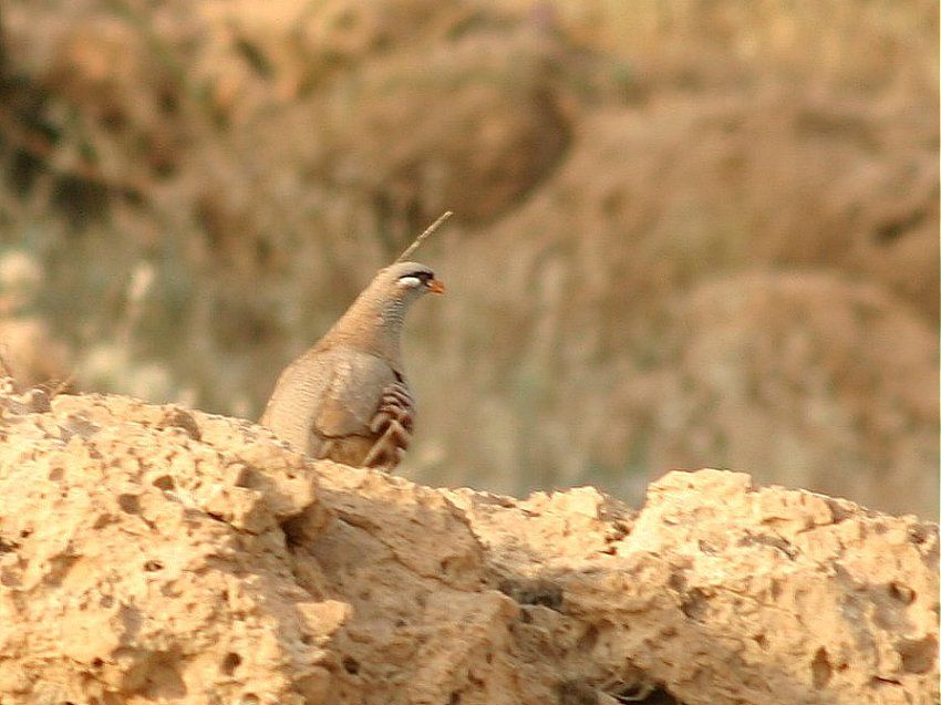 See-see Partridge