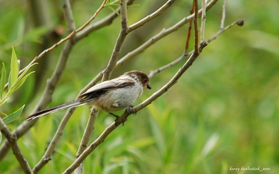 Long-tailed Tit