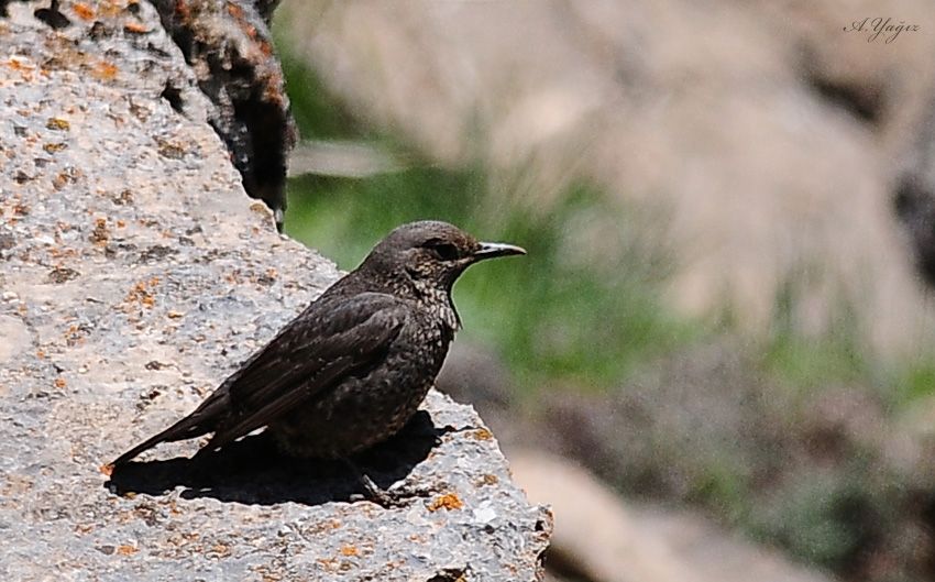 Blue Rock Thrush