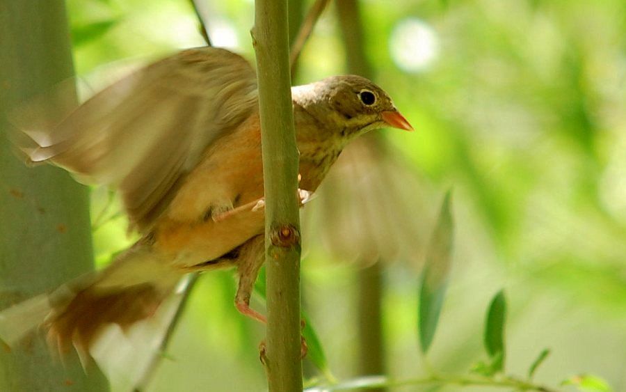 Ortolan Bunting