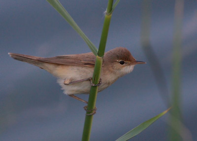 Common Reed Warbler