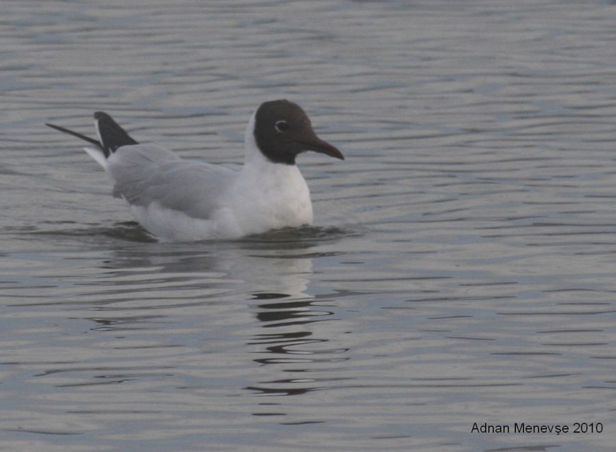 Black-headed Gull