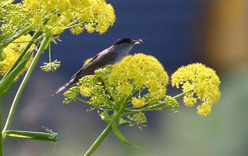 Eurasian Blackcap