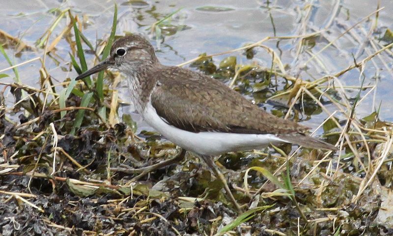 Common Sandpiper