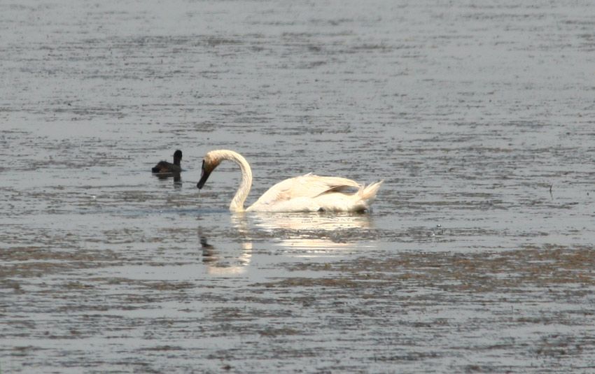 Mute Swan