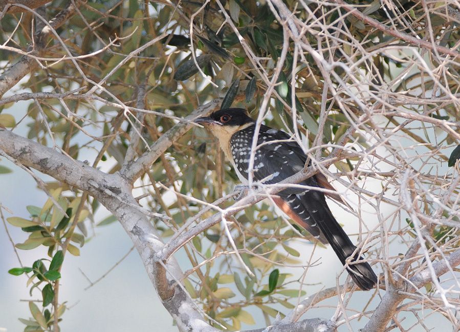 Great Spotted Cuckoo