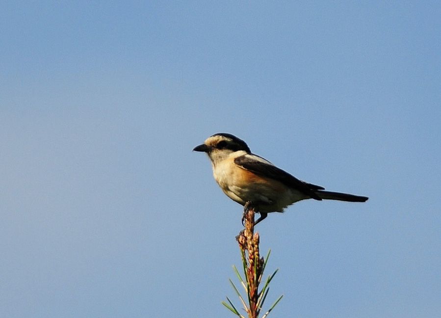 Masked Shrike