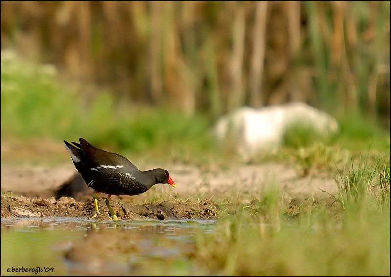 Common Moorhen