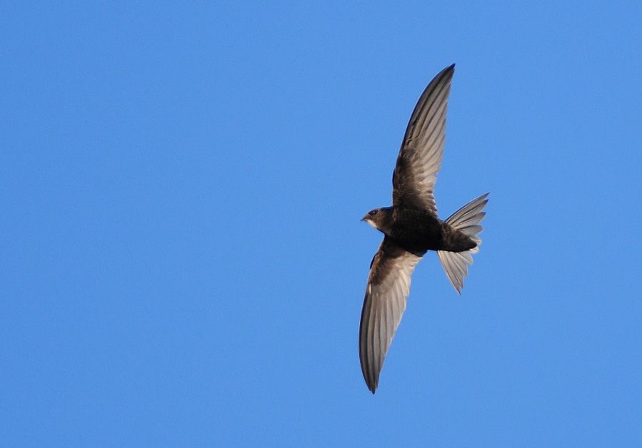 Common Swift