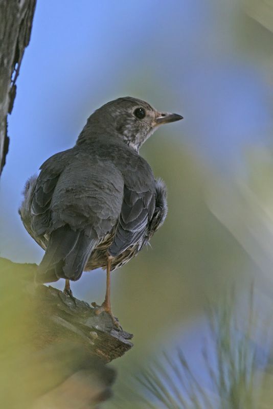 Mistle Thrush