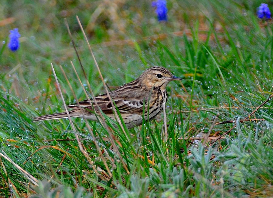 Tree Pipit