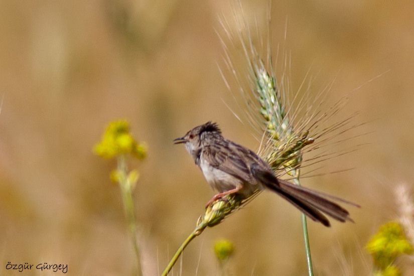 Delicate Prinia