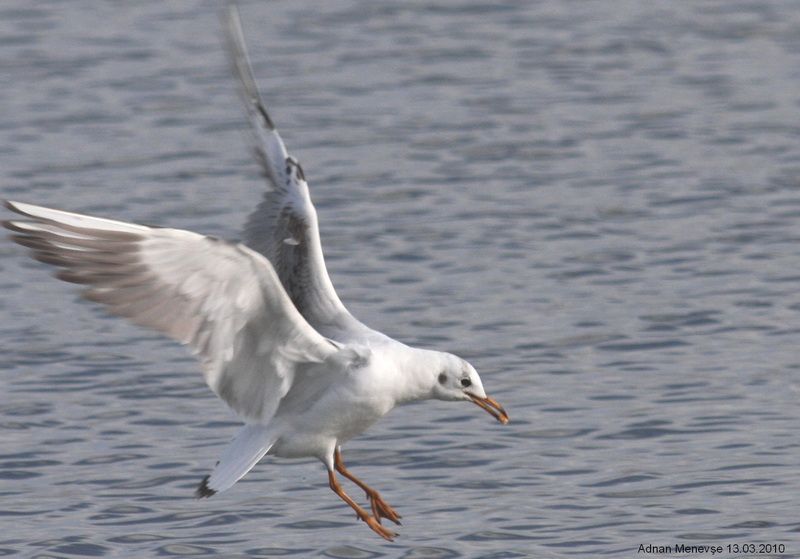 Black-headed Gull