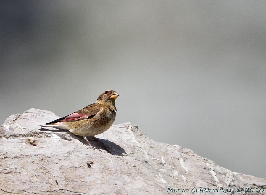Crimson-winged Finch