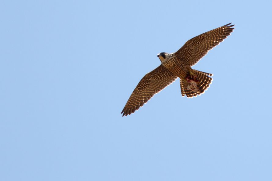 Peregrine Falcon