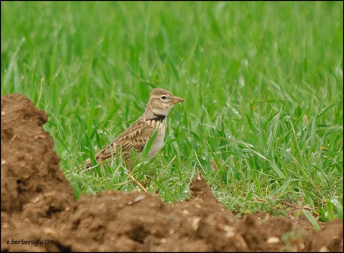 Calandra Lark
