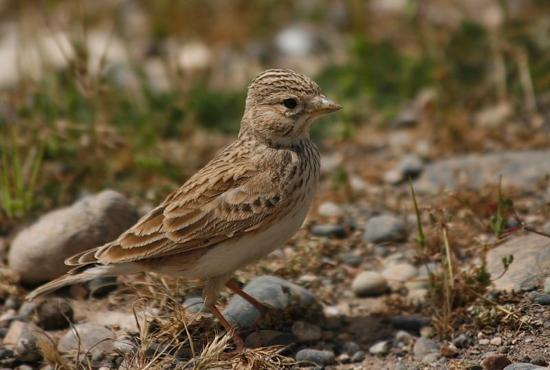 Turkestan Short-toed Lark