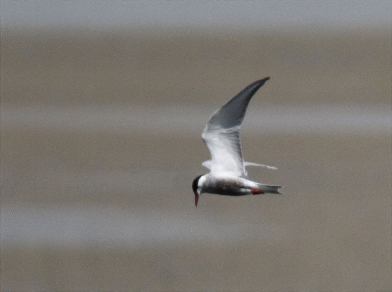 Whiskered Tern