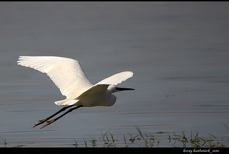 Little Egret