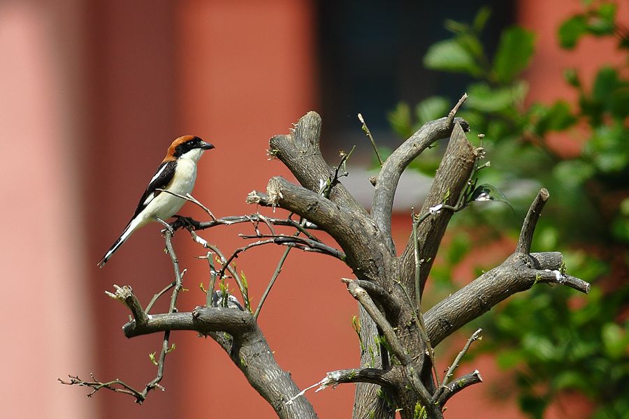 Woodchat Shrike