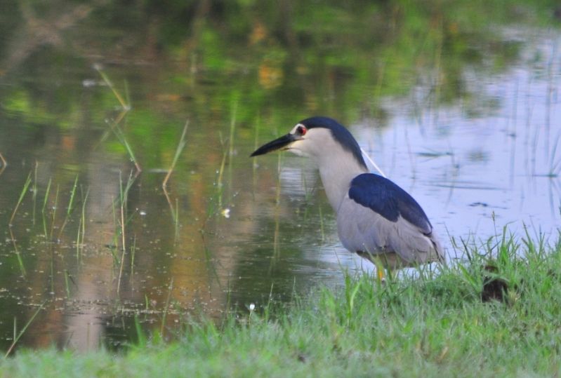 Black-crowned Night Heron
