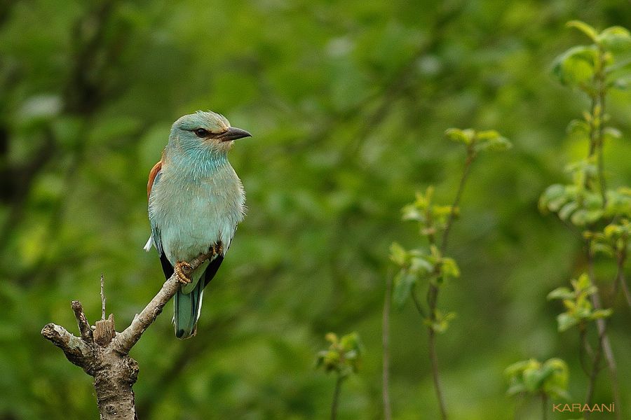 European Roller