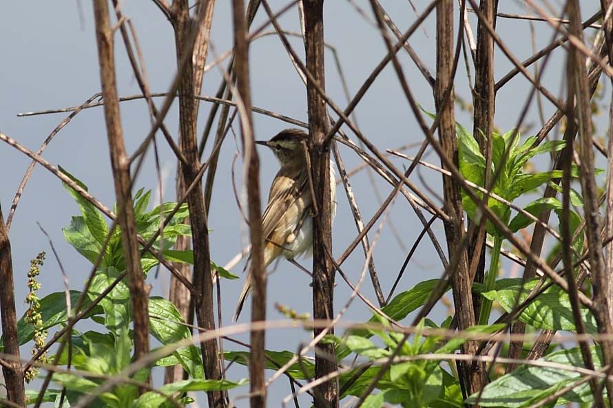 Sedge Warbler