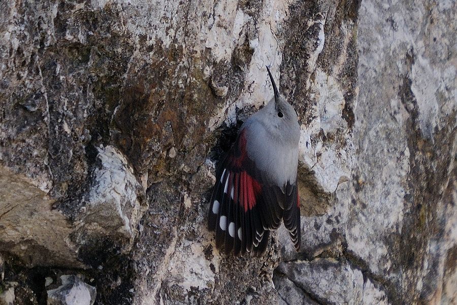 Wallcreeper