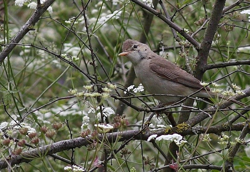 Eastern Olivaceous Warbler
