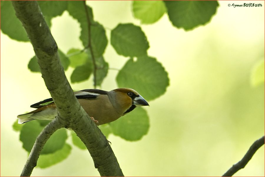 Hawfinch