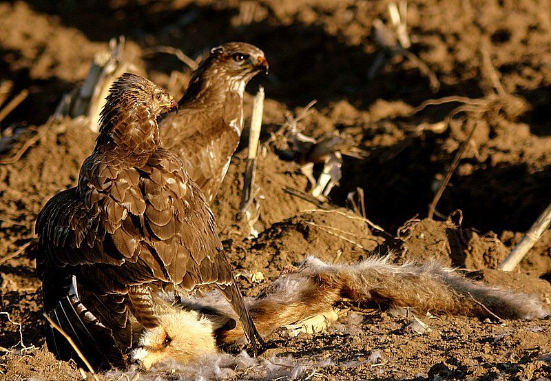 Common Buzzard