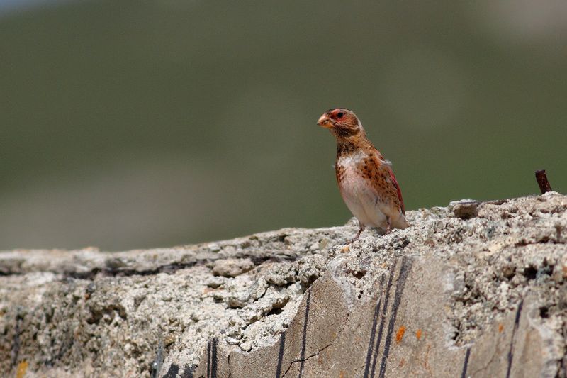 Crimson-winged Finch