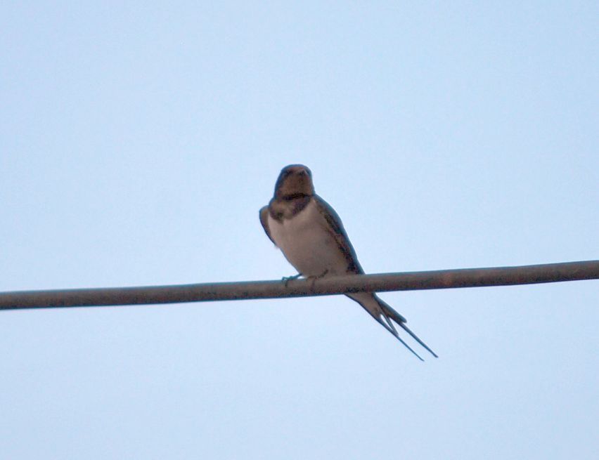 Barn Swallow